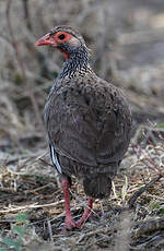 Francolin à gorge rouge