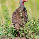 Francolin à gorge rouge