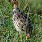 Francolin coqui