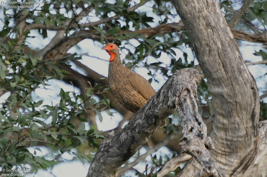 Francolin de Swainson