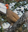 Francolin de Swainson