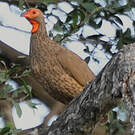 Francolin de Swainson