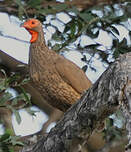 Francolin de Swainson