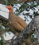 Swainson's Spurfowl