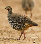Francolin noir