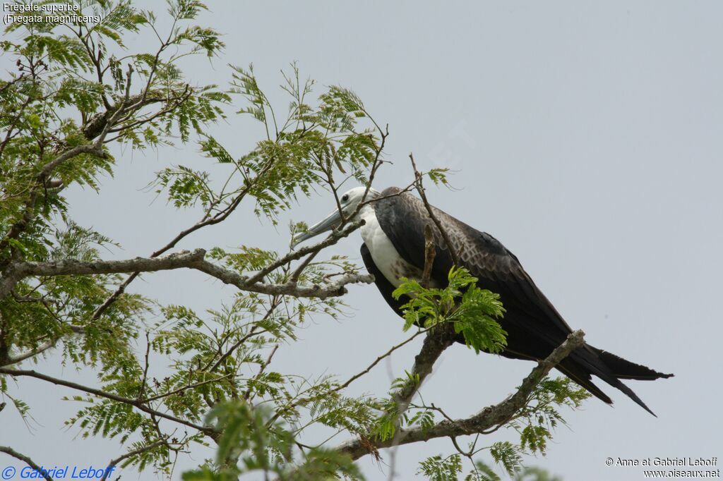 Magnificent Frigatebird