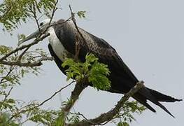 Magnificent Frigatebird