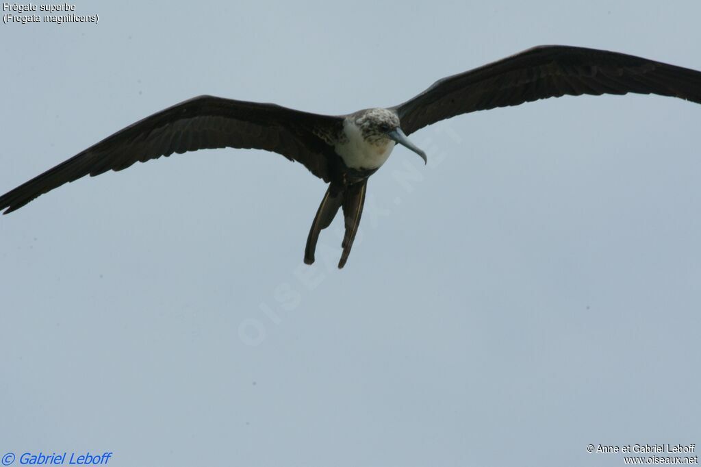 Magnificent Frigatebird