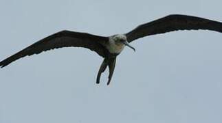 Magnificent Frigatebird