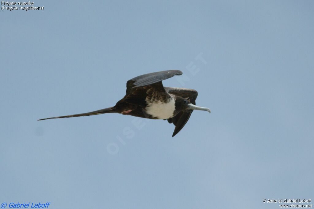 Magnificent Frigatebird