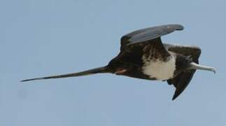 Magnificent Frigatebird