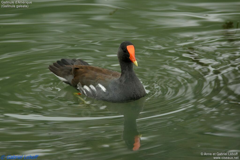 Gallinule d'Amériqueadulte