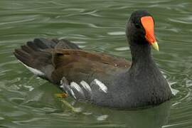 Gallinule d'Amérique