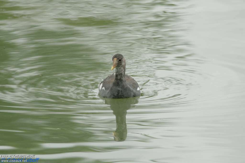 Common Gallinulejuvenile, identification