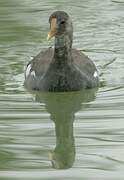 Common Gallinule