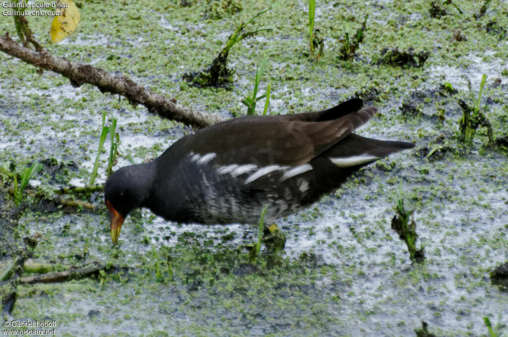Common Moorhen
