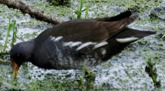 Common Moorhen