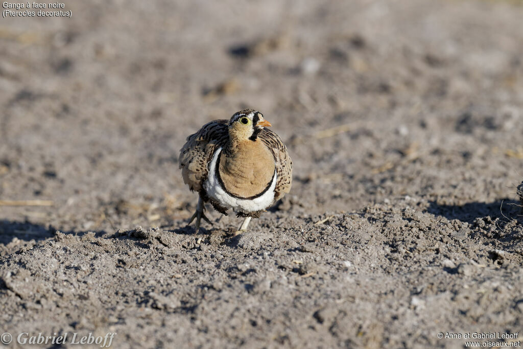 Black-faced Sandgrouse male adult