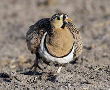 Black-faced Sandgrouse