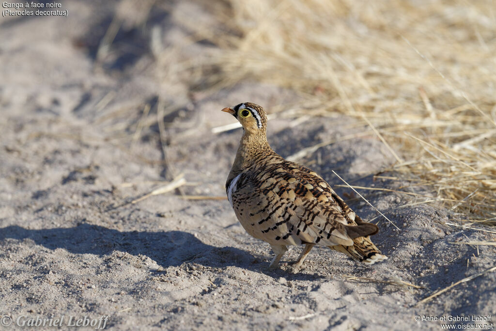 Black-faced Sandgrouse male adult