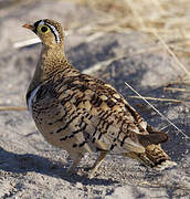 Black-faced Sandgrouse