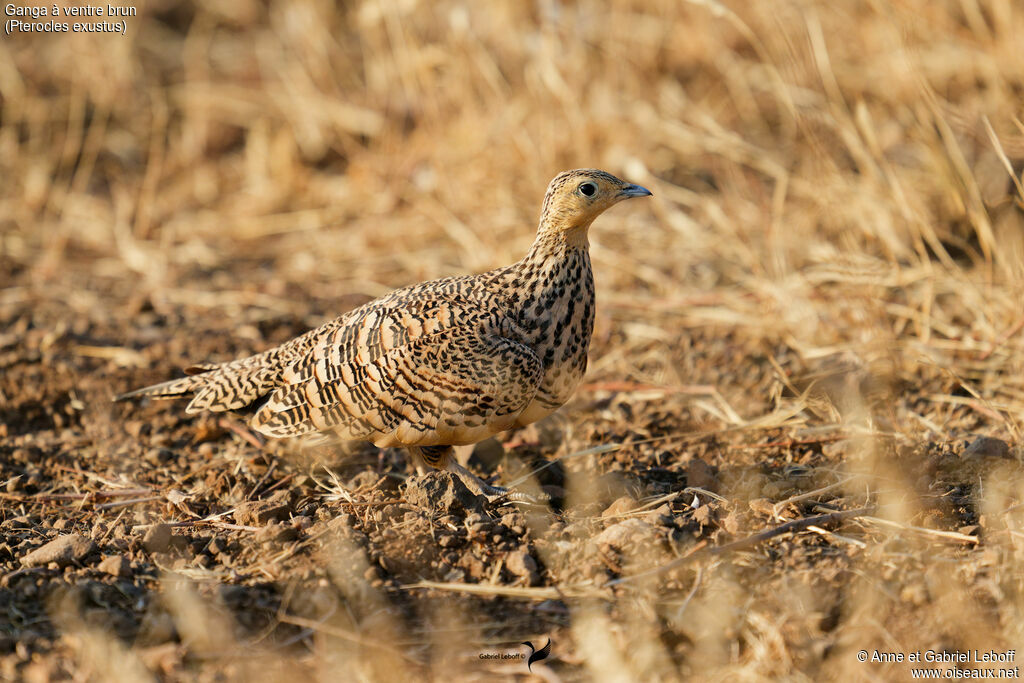 Ganga à ventre brun