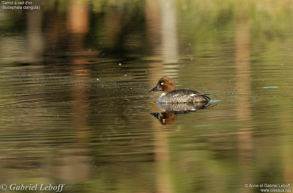 Common Goldeneye female