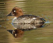 Common Goldeneye