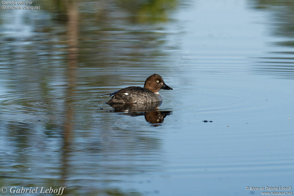 Common Goldeneye female