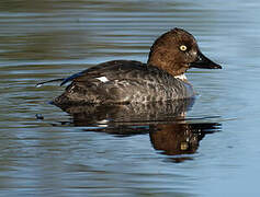 Common Goldeneye