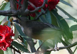 White-throated Laughingthrush