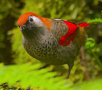 Garrulaxe à queue rouge