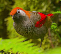 Garrulaxe à queue rouge