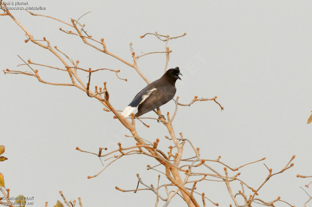 Curl-crested Jay