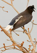 Curl-crested Jay