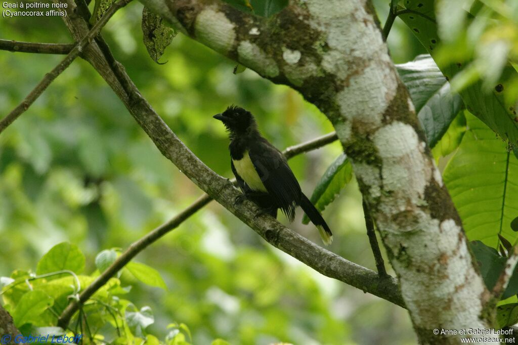 Black-chested Jayadult