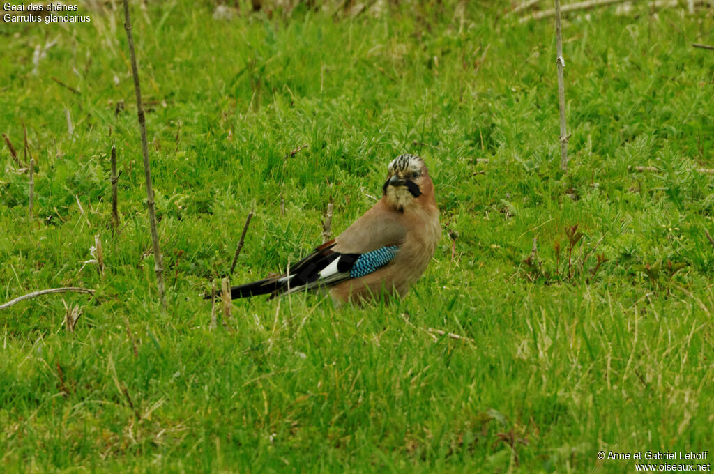 Eurasian Jayadult