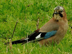 Eurasian Jay