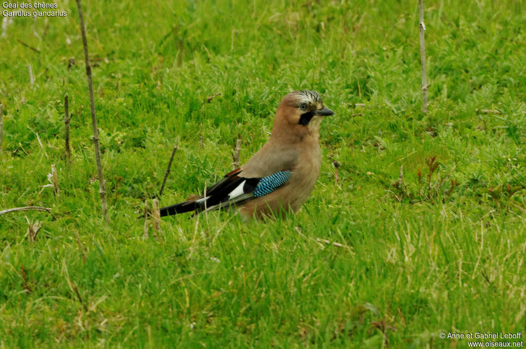 Eurasian Jayadult