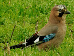 Eurasian Jay