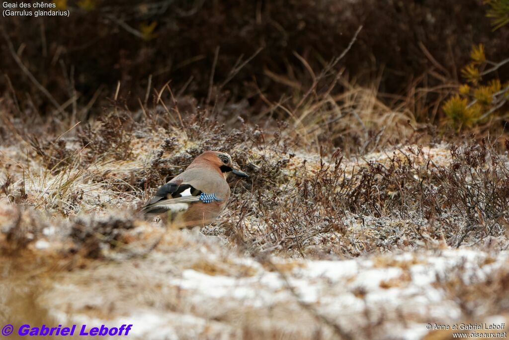 Eurasian Jay