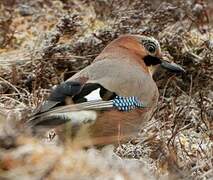 Eurasian Jay