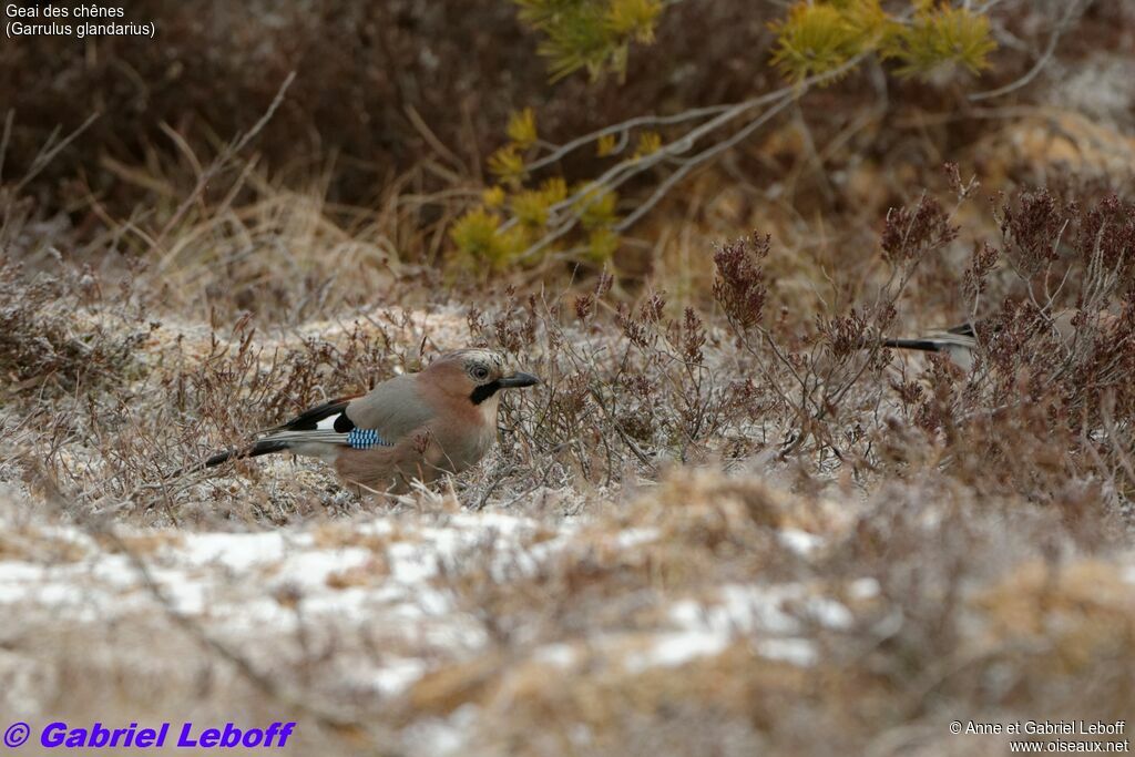 Eurasian Jay