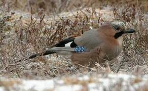 Eurasian Jay