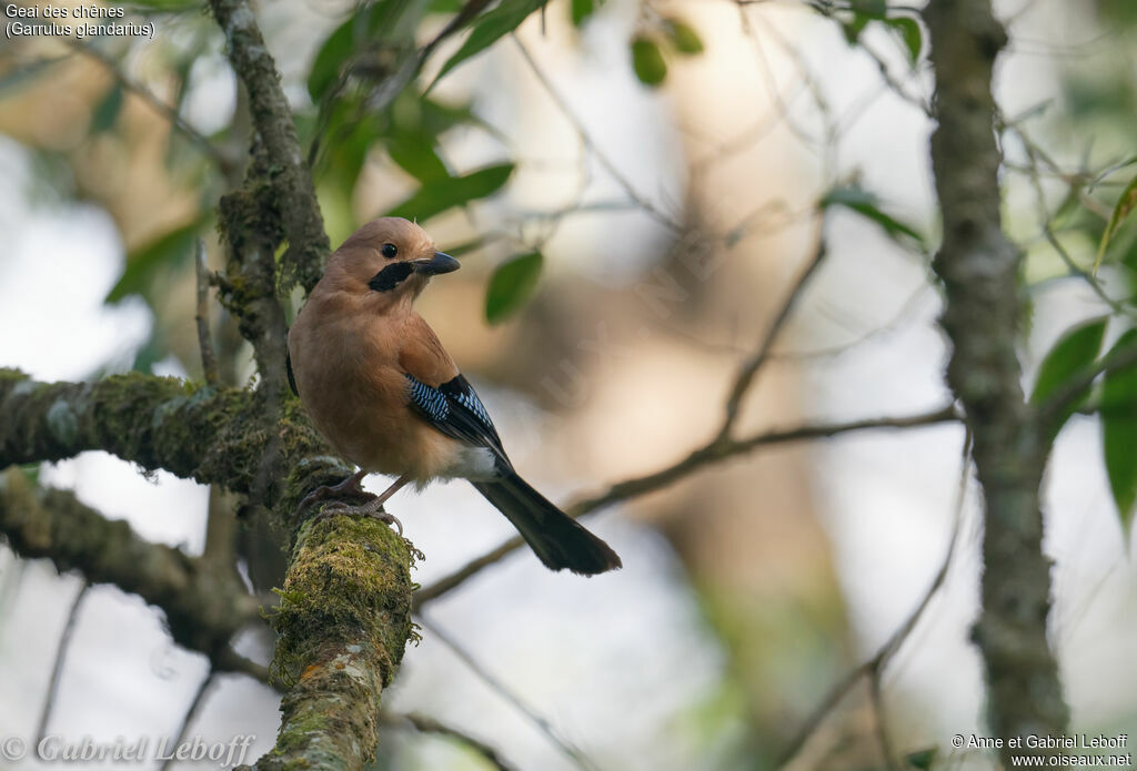 Eurasian Jay