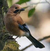 Eurasian Jay