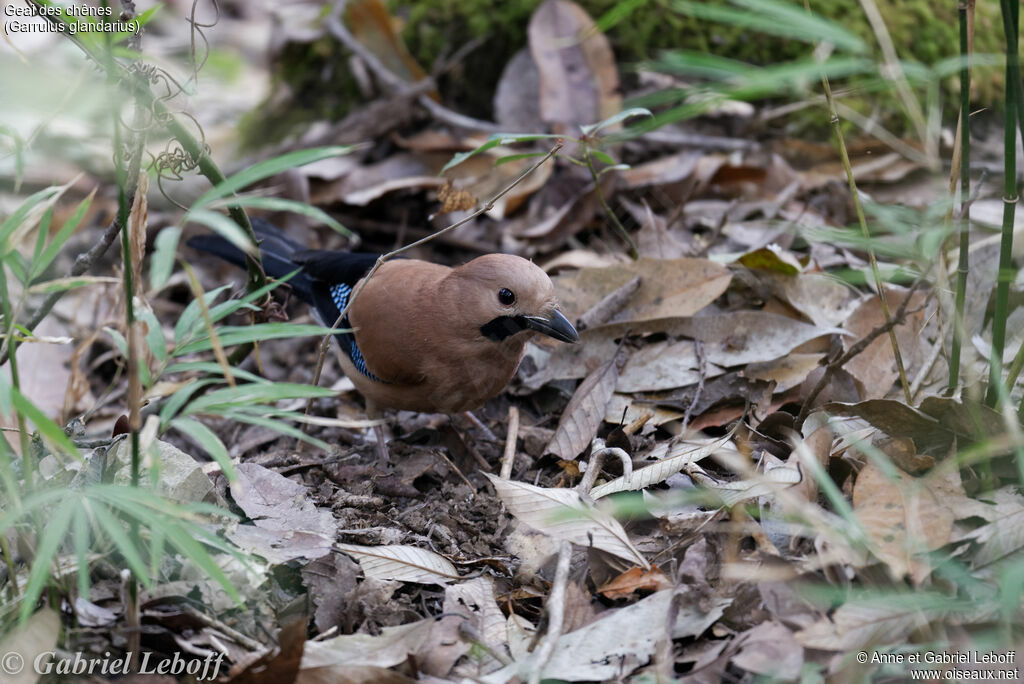 Eurasian Jay