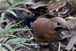 Eurasian Jay