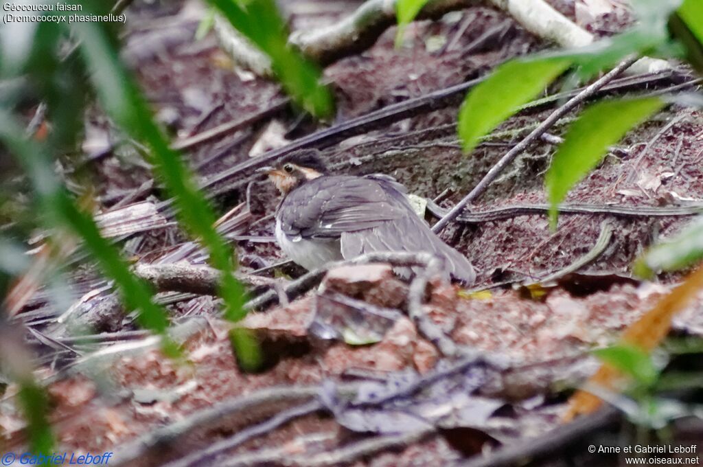 Pheasant Cuckoo