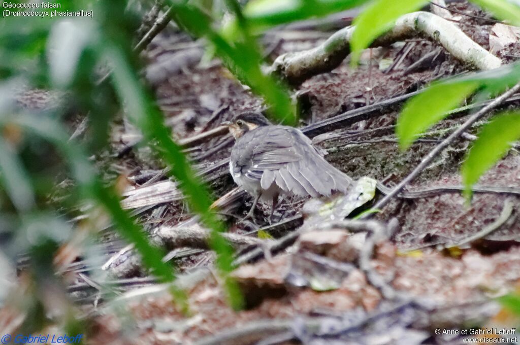 Pheasant Cuckoo